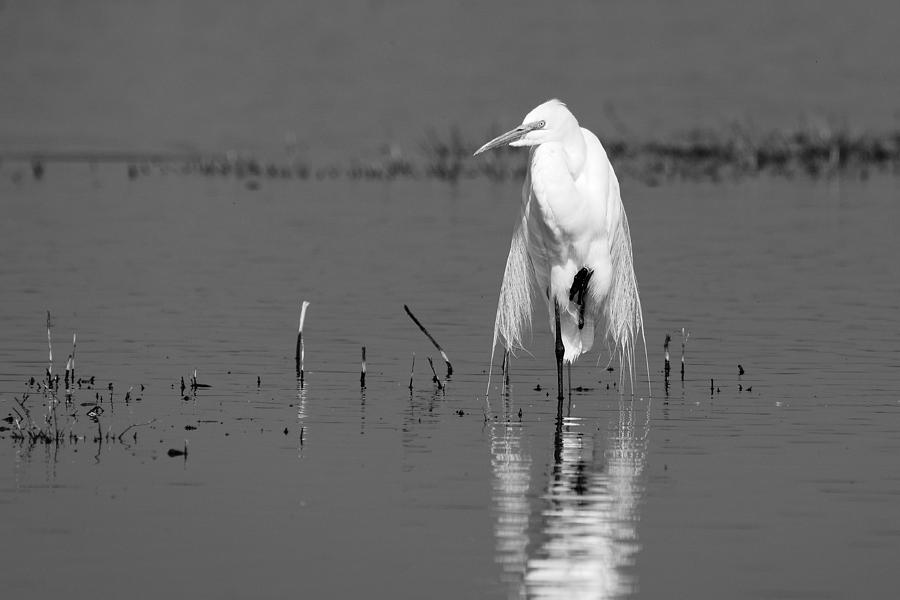 Elegance -- Great Egret in Merced National Wildlife Refuge, California Photograph by Darin Volpe
