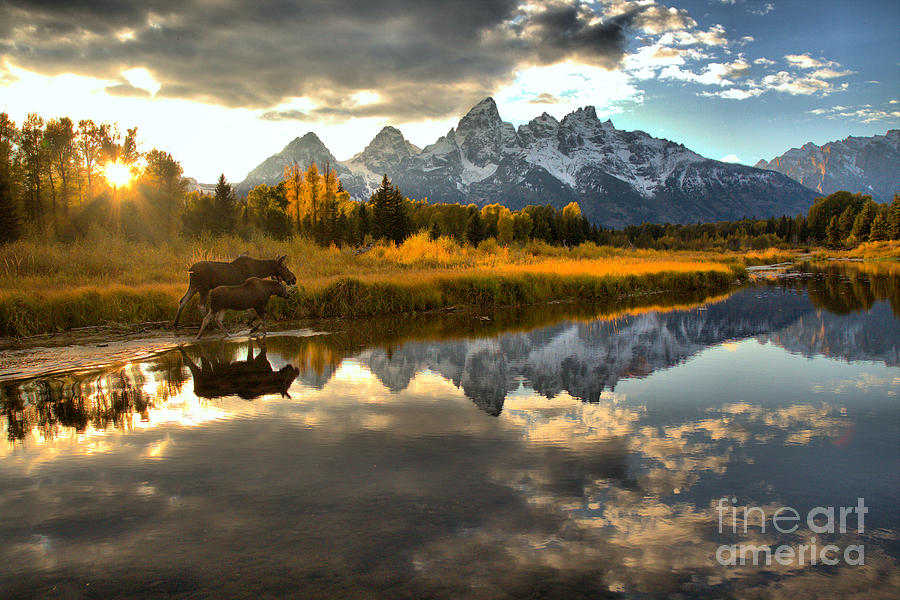 Majestic Moose and Mountain Reflections Photograph - A Schwabacher Sunset Stroll by Adam Jewell