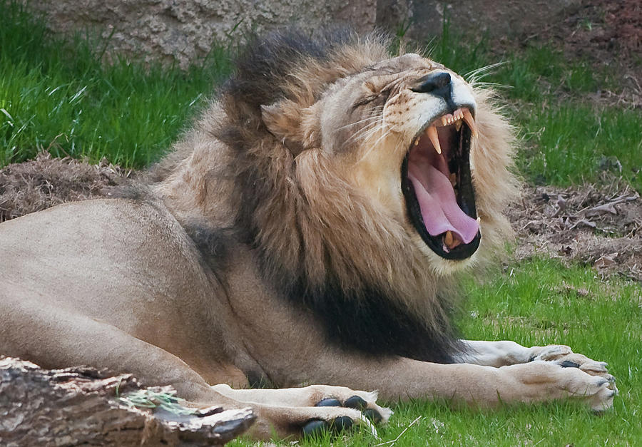 A Yawn, not a Roar Photograph by Marshall Hurley