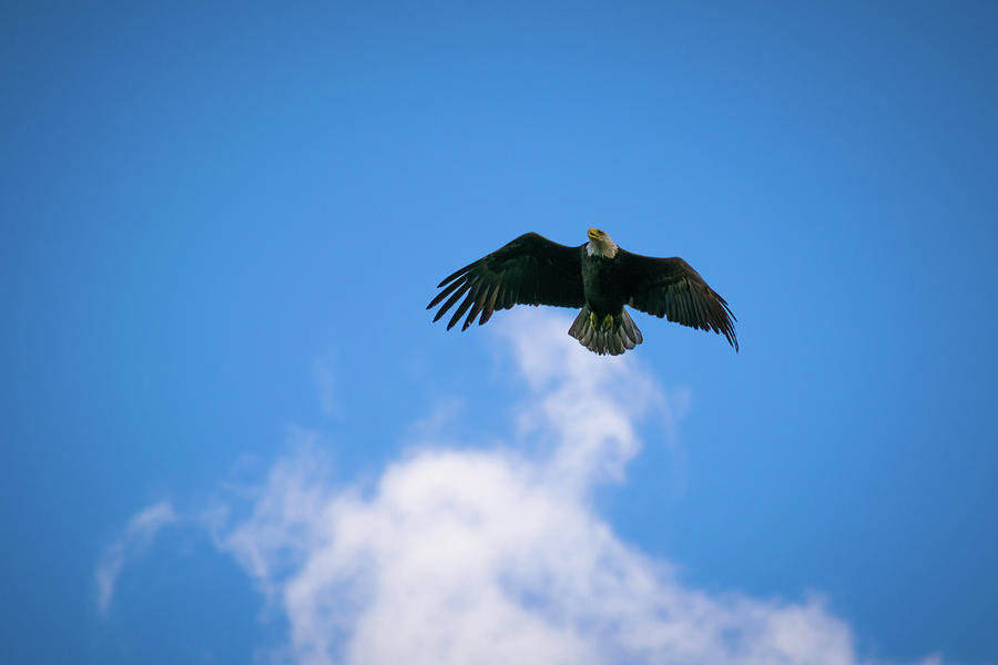 Air Show Photograph by Steve LItalien
