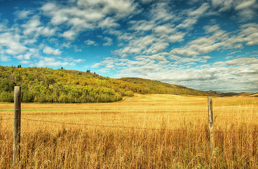 Amber Waves Of Grain by Donna Caplinger - Royalty Free and Rights