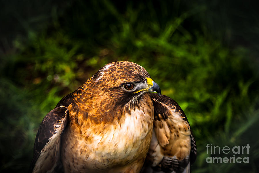 American Kestrel Profile Photograph by Blake Webster