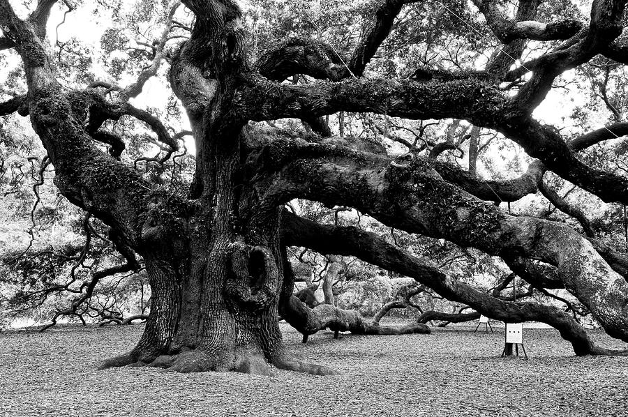 Majestic Angel Oak Tree Photograph - Angel Oak Tree 2009 Black and White by Louis Dallara