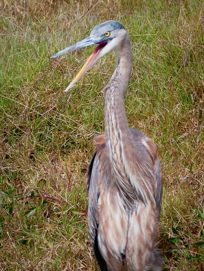 Angry Heron Photograph by Marshall Hurley
