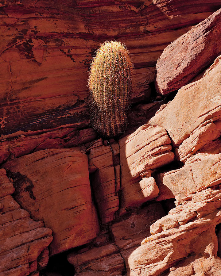 Any Crack Will Do Photograph by Kelley King