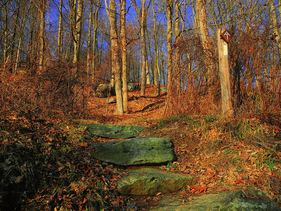 Appalachian Trail in NY Photograph by Raymond Salani III