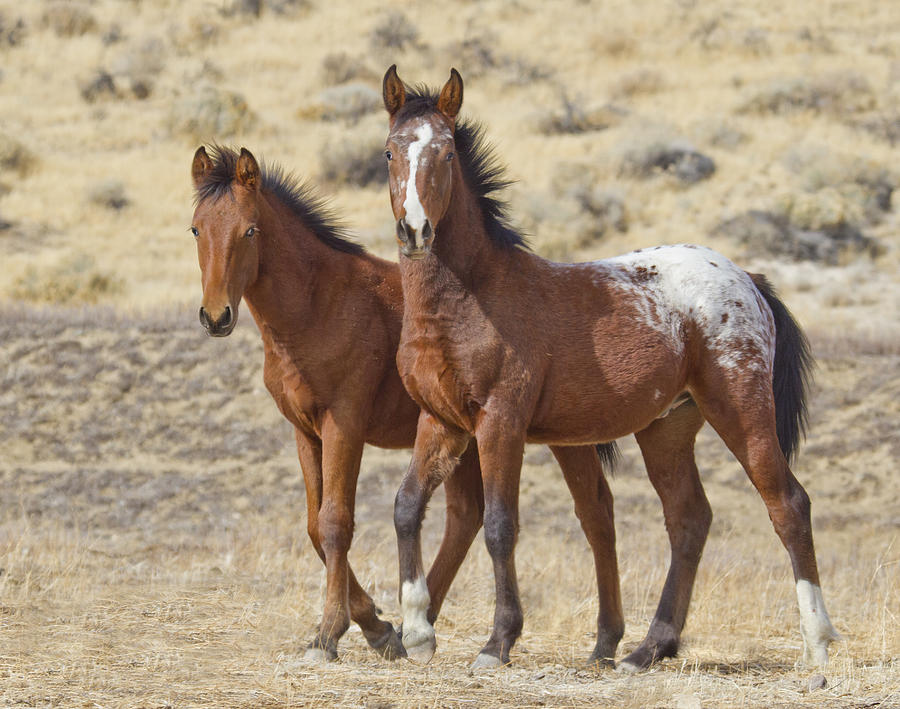 Appaloosa Mustang Foals Photograph by Waterdancer