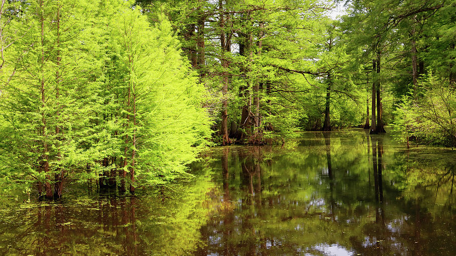 Arkansas Bottomlands Photograph by Nicholas Blackwell