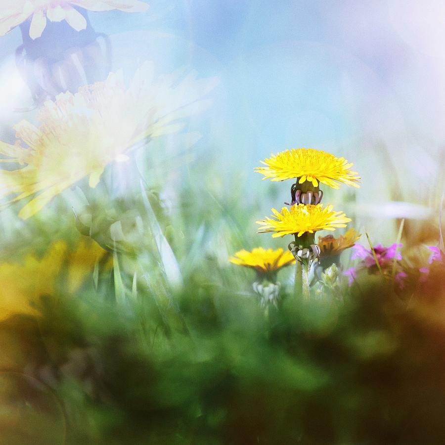 Around The Meadow Photograph by Jaroslav Buna
