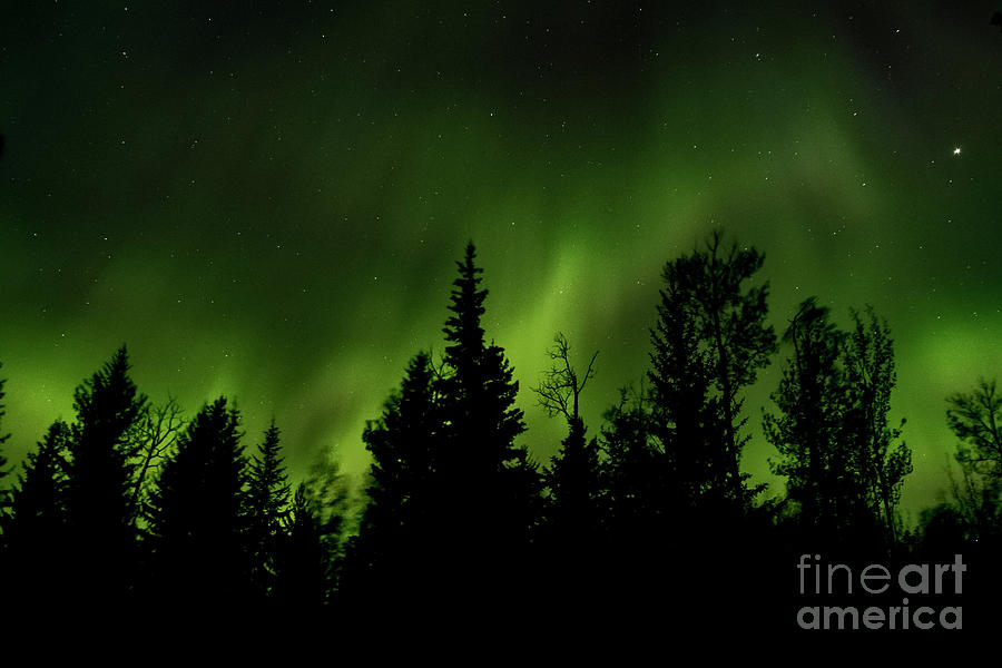 Aurora and Wind Through the Trees Photograph by Darcy Michaelchuk
