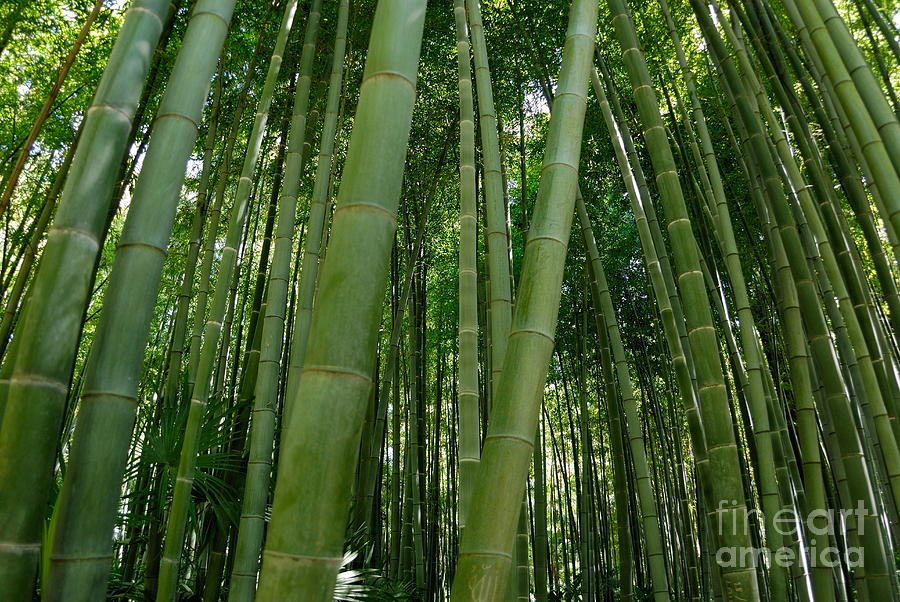 Lush Green Bamboo Forest Photograph - Bamboo plantation by Sami Sarkis Photography