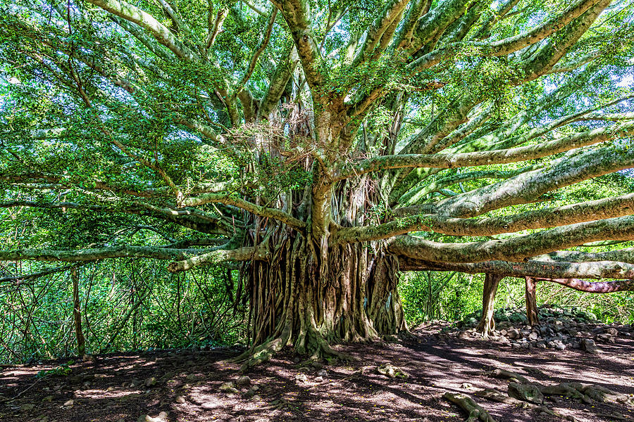 Majestic Banyan Tree Photograph - Banyan Beauty by Kelley King