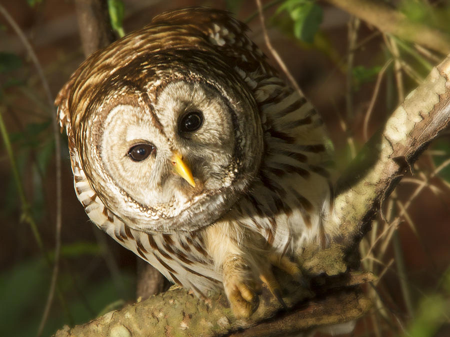 Barred Owl Peering Photograph by Jean Noren