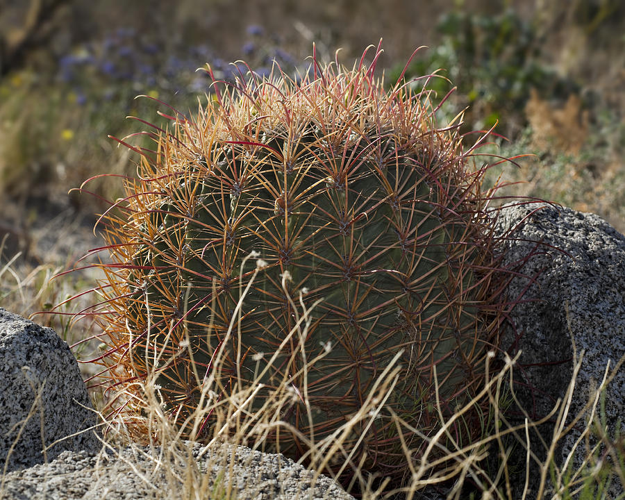 Barrel Cactus Photograph by Kelley King