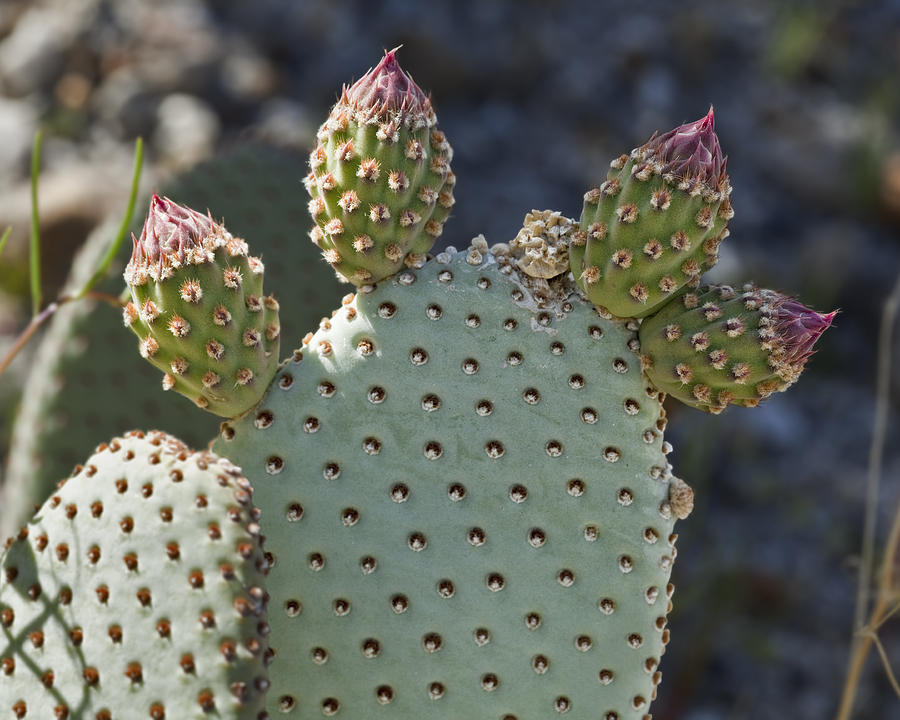 Beavertail Buds Photograph by Kelley King