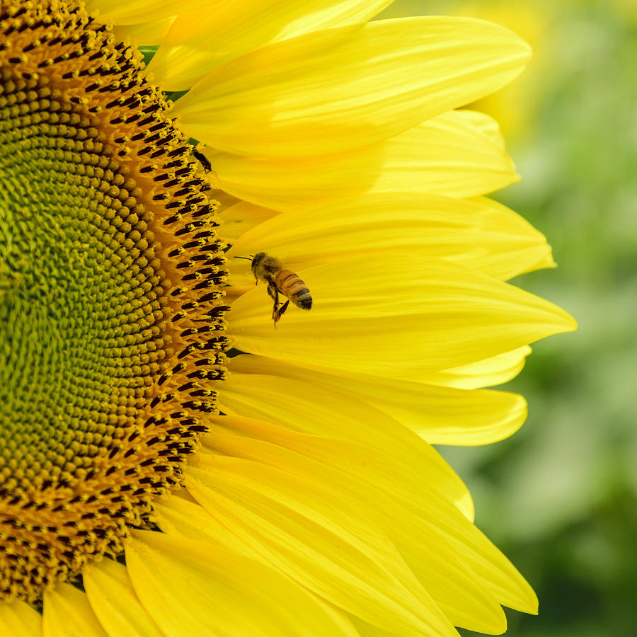 Bee Happy Photograph by Steve LItalien