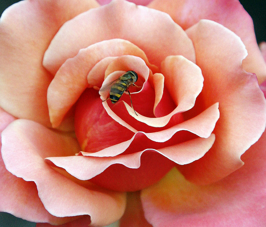 Bee on Rose Photograph by Gina Fitzhugh