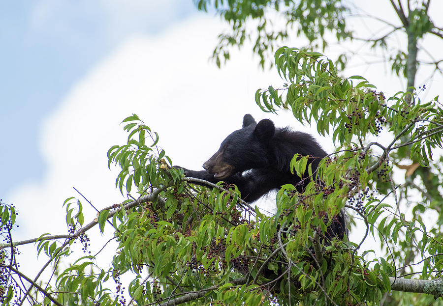 Berry Good Tree Photograph by Gary Wightman