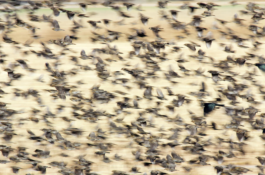Bird Blizzard Photograph by Marla Craven