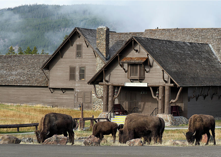 Bison at Old Faithful Photograph by Shirley Mitchell