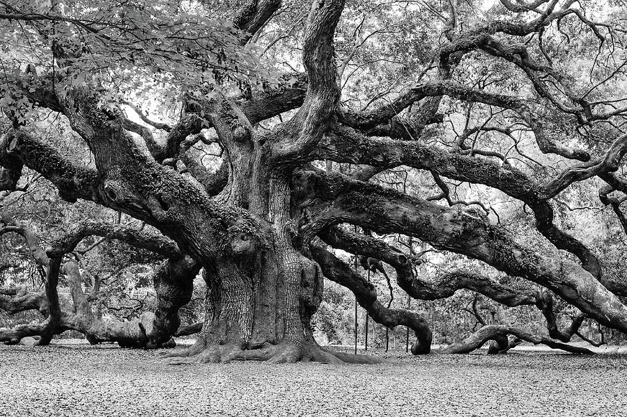 Majestic Angel Oak Tree Photograph - Black and White Angel Oak Tree by Louis Dallara