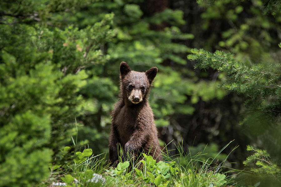Black Bear Cub Stands Photograph by Matt Halvorson