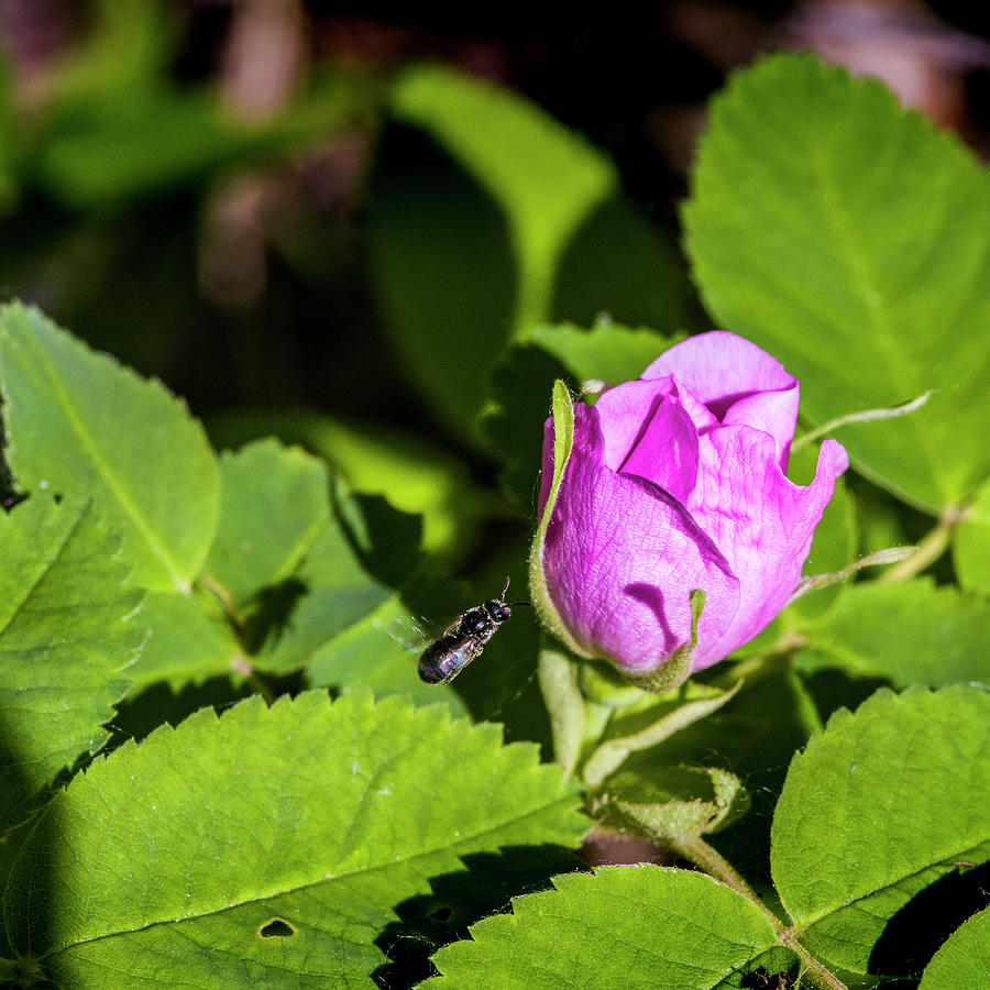 Black Bee on Approach Photograph by Darcy Michaelchuk