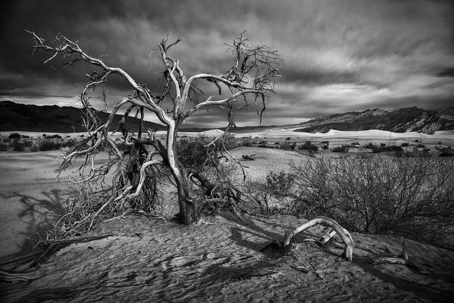 Bleached Bones Photograph by Ghostwinds Photography
