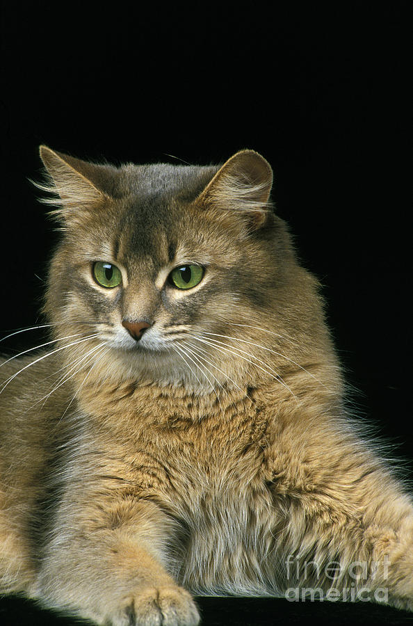 Blue Somali Cat by Gerard Lacz