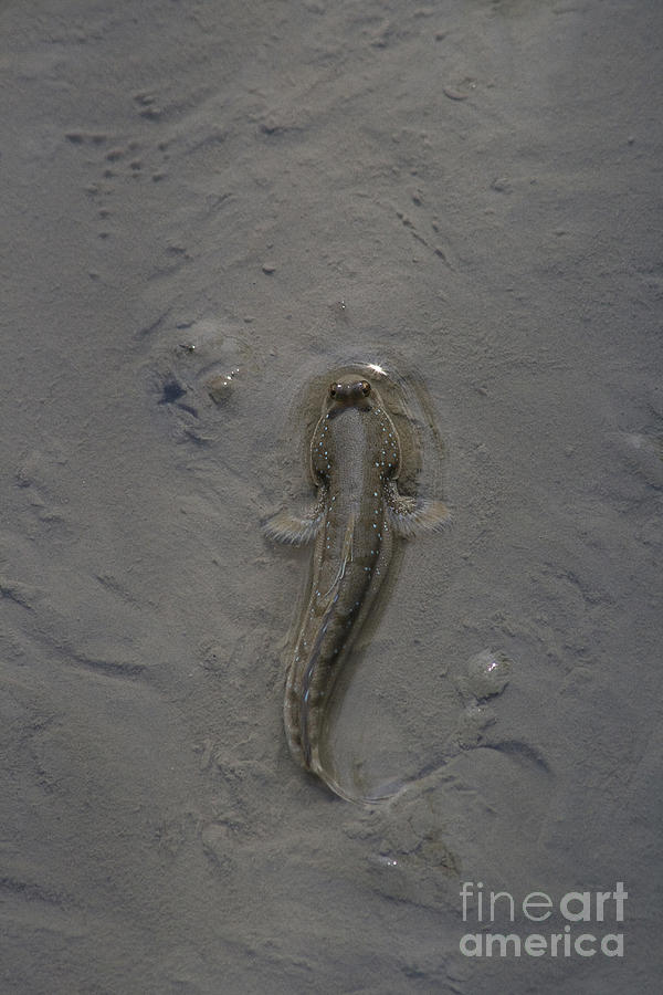 Andy Routh Blue-spotted Mudskipper by Andrew Routh