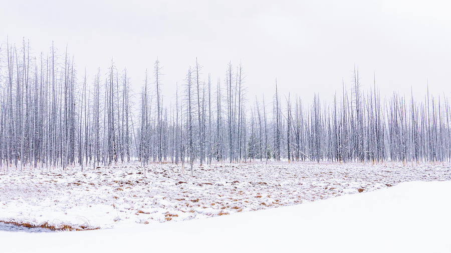 Bobby Socks Photograph by Chris Allmendinger