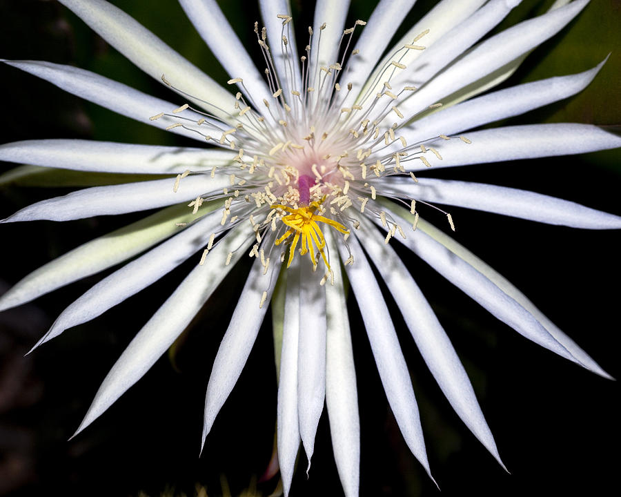 Vibrant White Cactus Bloom Photograph - Bold Cactus Flower by Kelley King