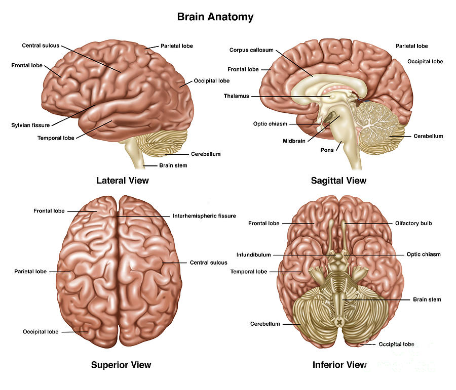 Brain Anatomy, Illustration by Gwen Shockey