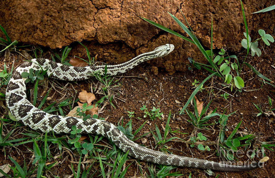Brazilian Rattlesnake by Danté Fenolio