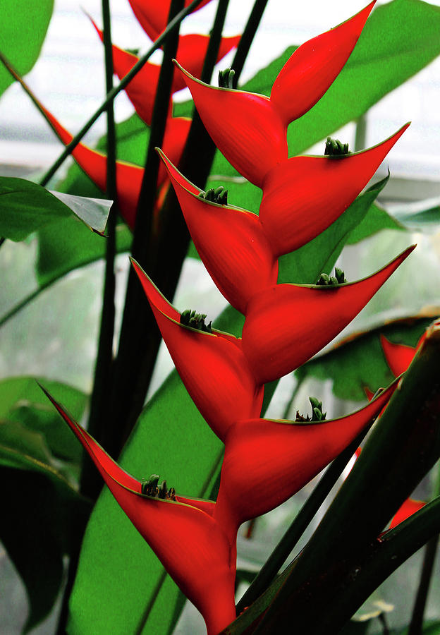 Bright Red Flower Photograph by Rod Whyte
