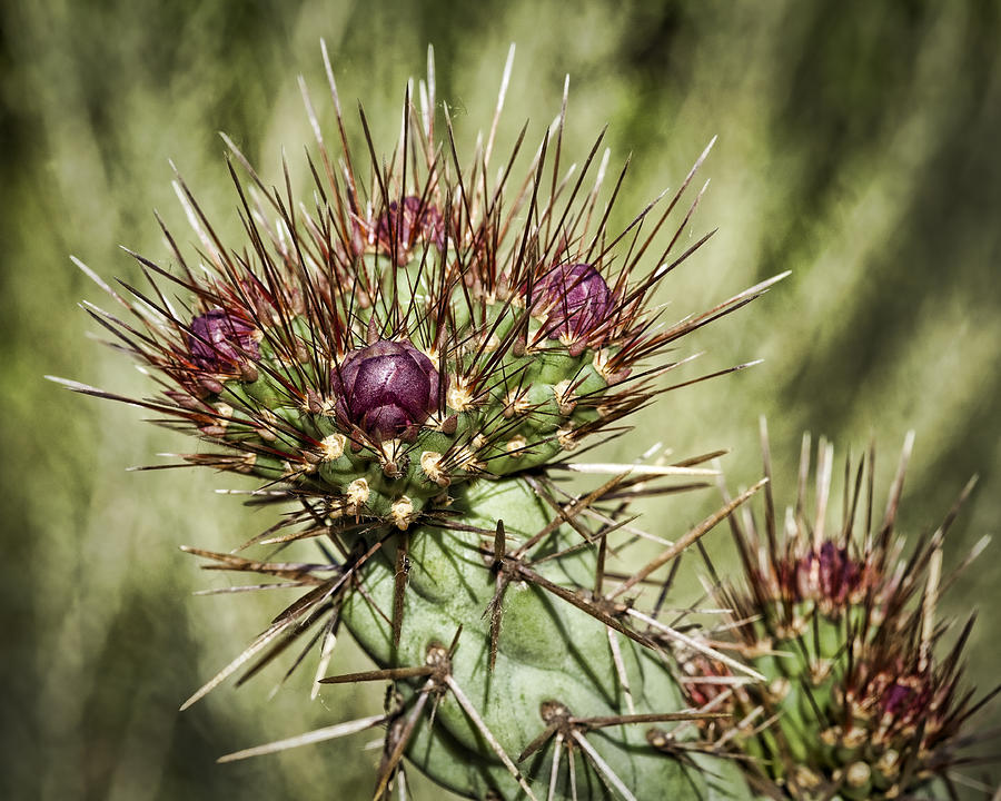 Blooming Cactus Spines Photograph - Cactus Buds by Kelley King