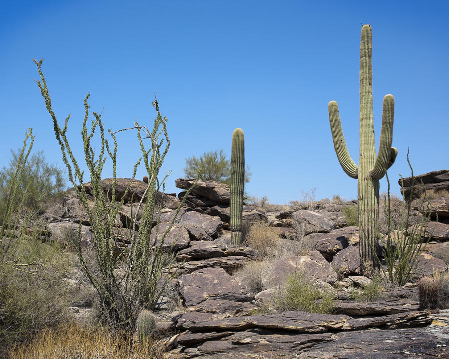 Cactus Land Photograph by Kelley King