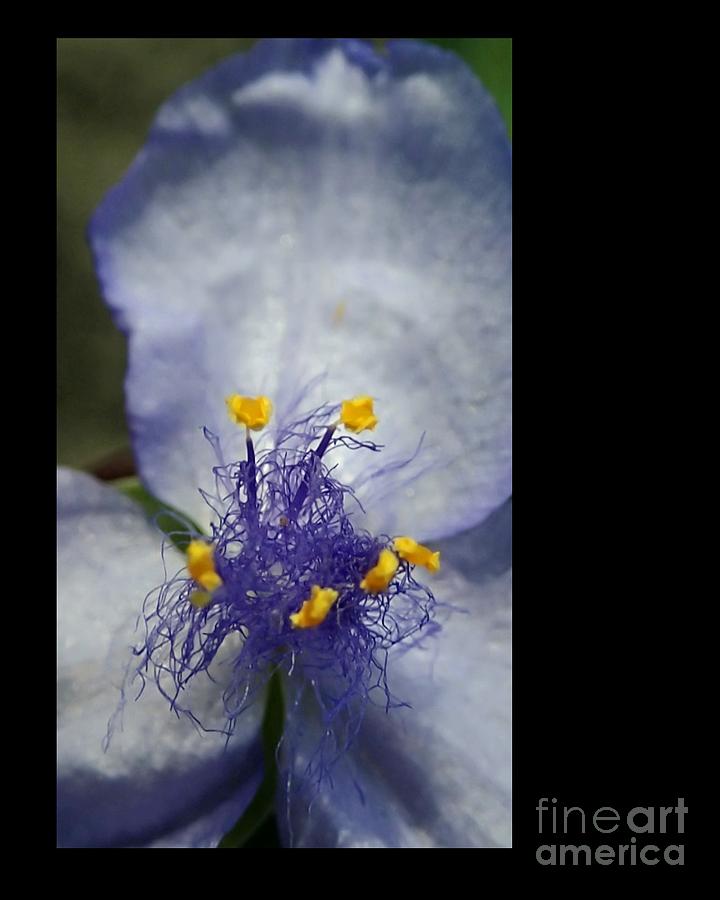 Chaos Photograph by Angela J Murray