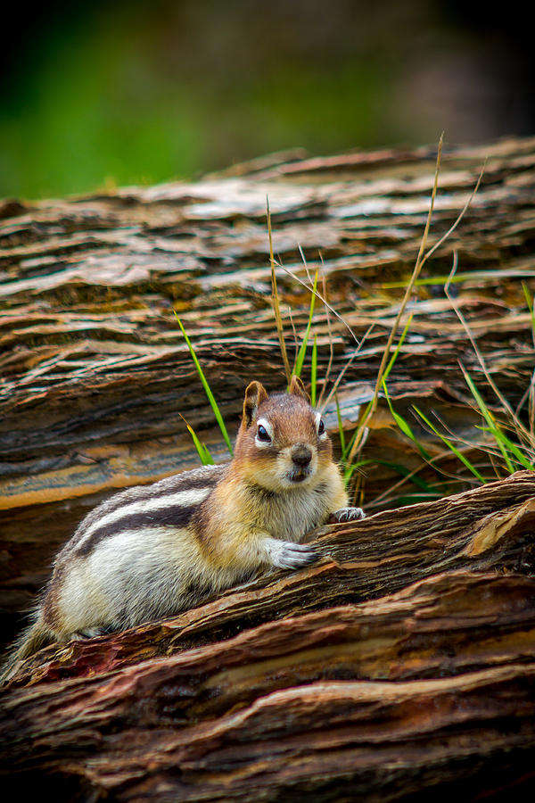 Chipmunk - 4 Photograph by Thomas Nay