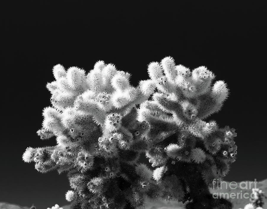 Cholla Cactus #7 Joshua Tree National Park Photograph by Blake Webster