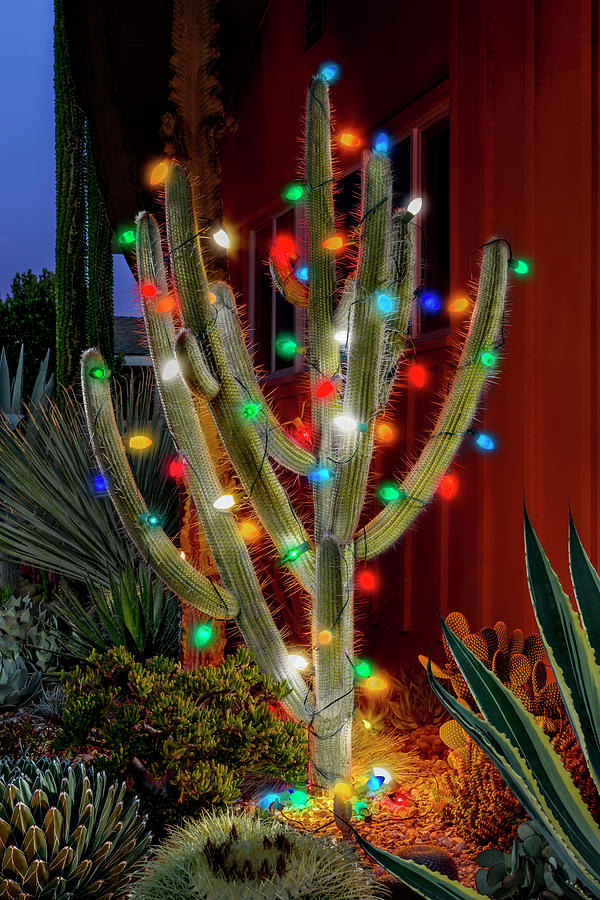 Christmas Cactus by Kelley King