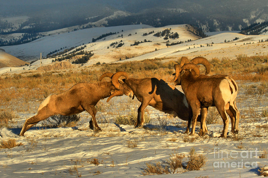 Clash Of The Bighorn Brawlers Crop Photograph by Adam Jewell
