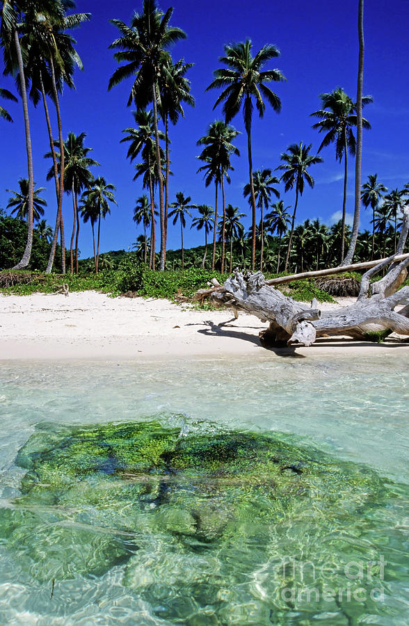 Tropical Beach with Palm Trees Photograph - Coconut trees along Siviri Beach on the island of Efate by Sami Sarkis Photography