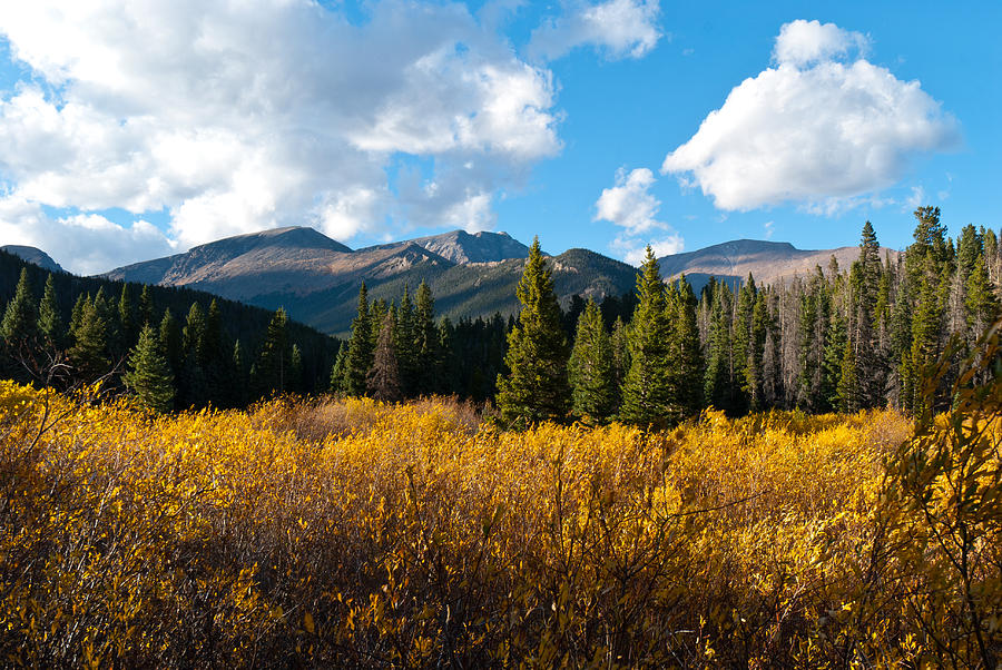 Colorful Mountain Willow Autumn Landscape Photograph by Cascade Colors