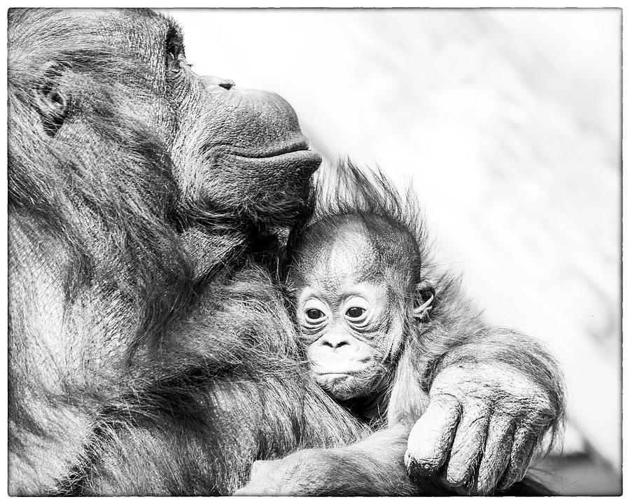 Contentment Photograph by Ghostwinds Photography