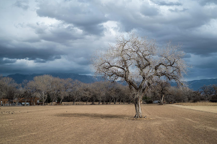 Cottonwood at the Albuquerque Open Space Visitor Center Photograph by Mary Lee Dereske