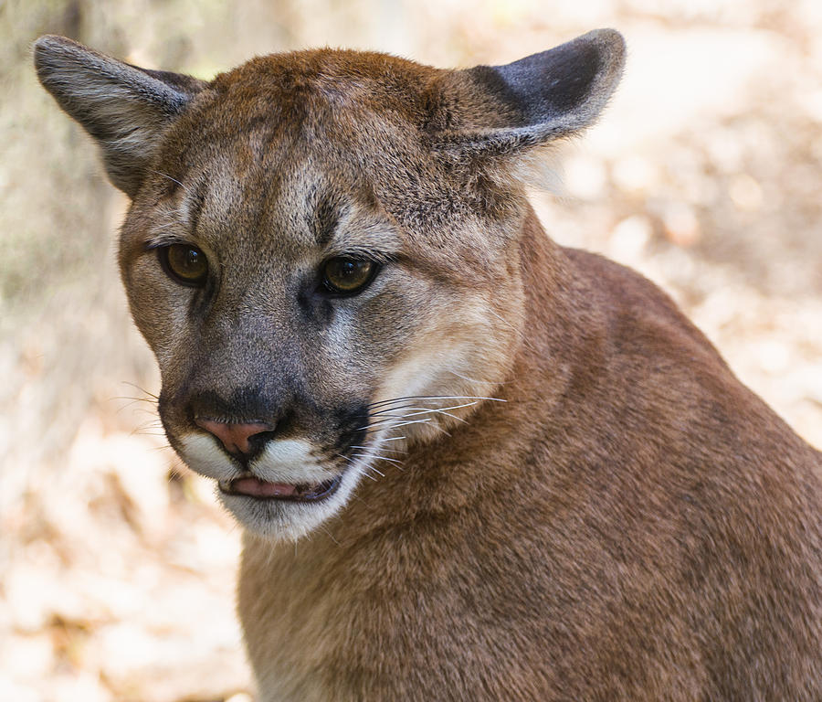Cougar Portrait Photograph by Flees Photos