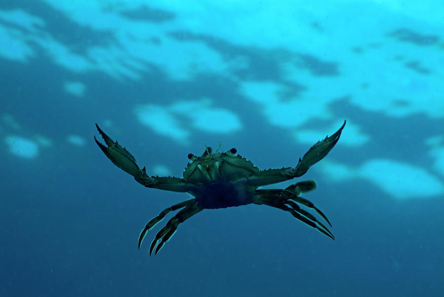 Crab Underwater Adventure Photograph - Crab swimming in the blue water by Sami Sarkis Photography