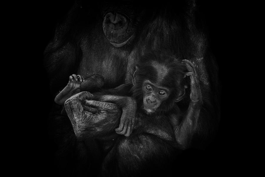 Cradle Photograph by Ghostwinds Photography