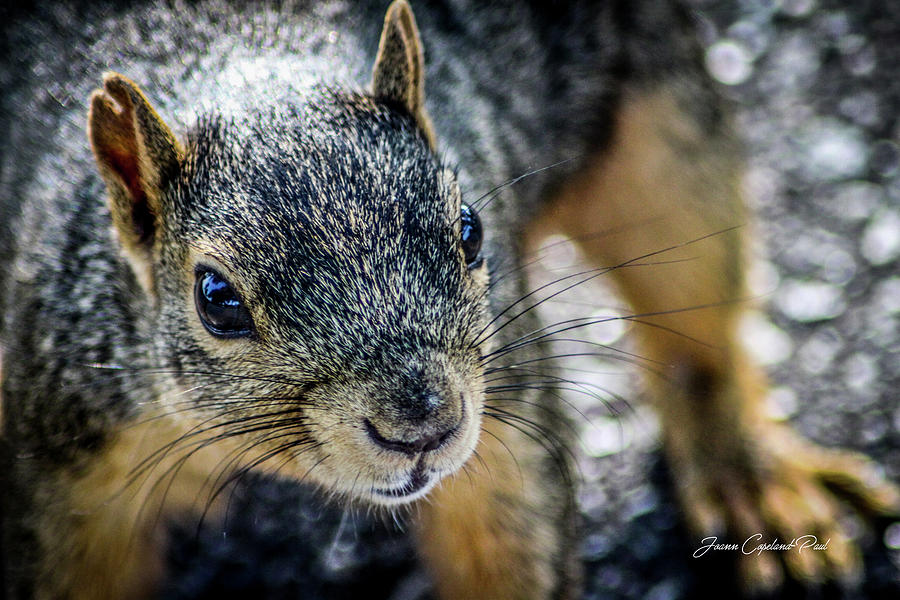 Curious Squirrel Photograph by Joann Copeland-Paul